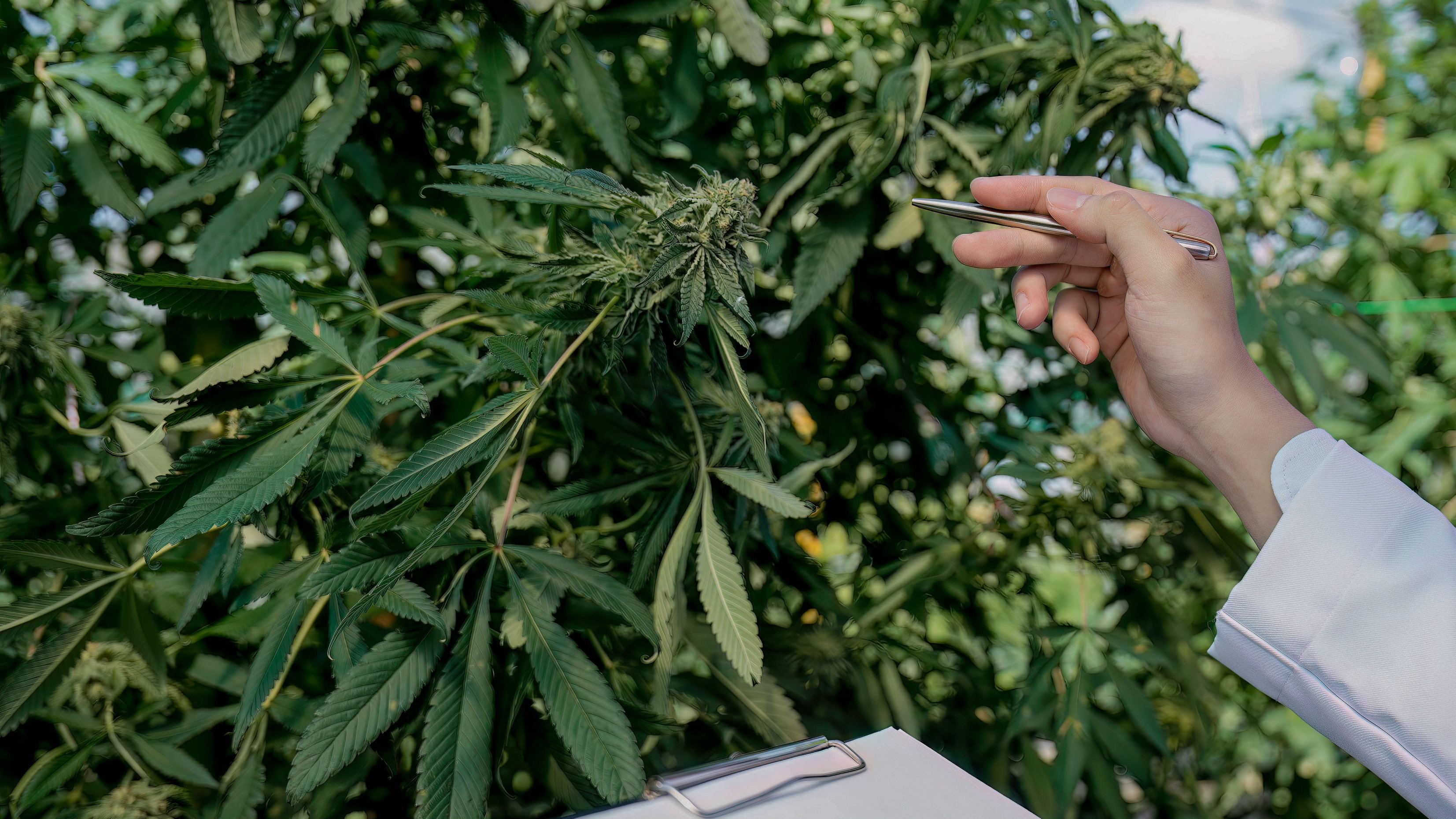 Fragwürdige Cannabisgeschäfte: Cannerald reagiert auf Liquiditätsprobleme