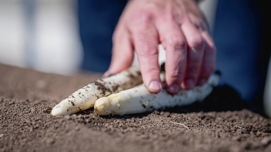 Landwirte unter Druck: Die Misere der deutschen Spargel-Wirtschaft