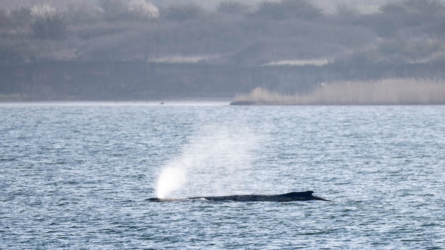 Gestrandeter Wal: Fall von Buckelwal Timmy gilt als weltweit einzigartig