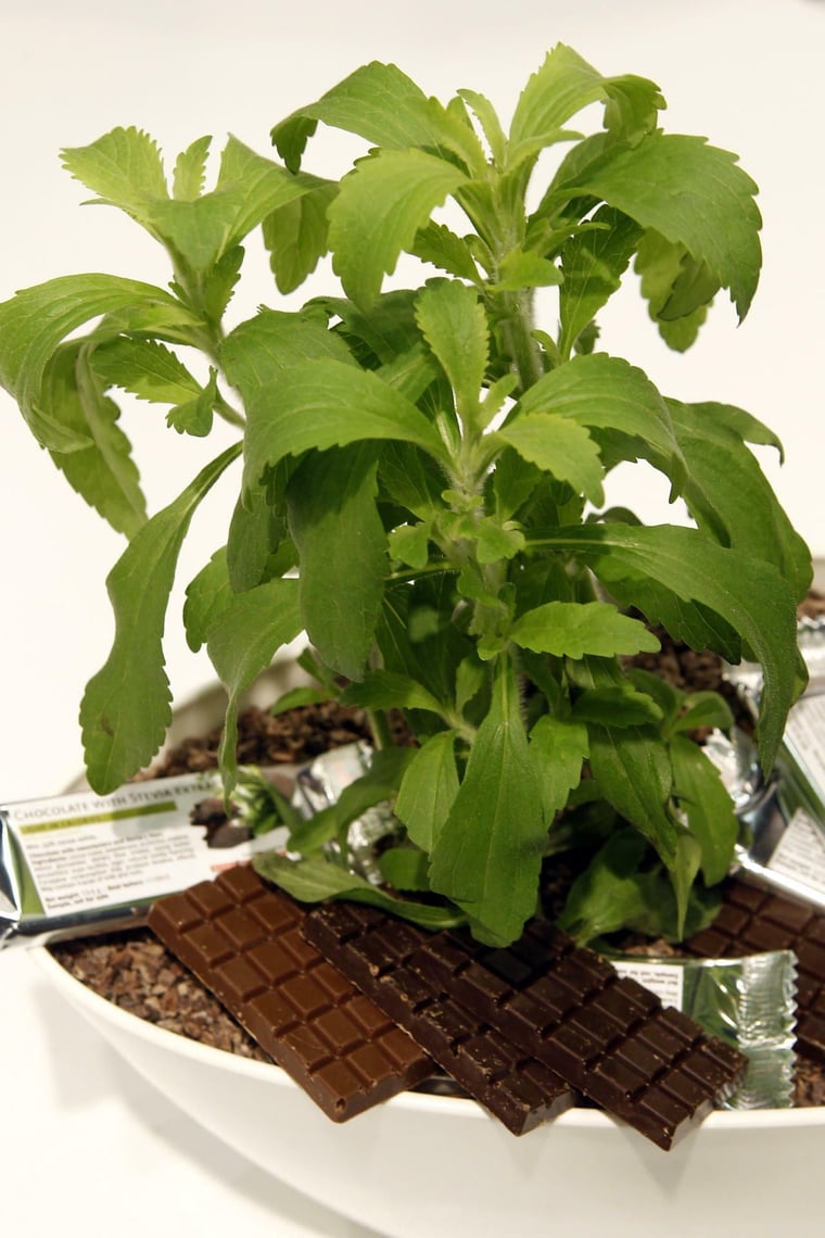 Stevia: Warten auf das se Wunder