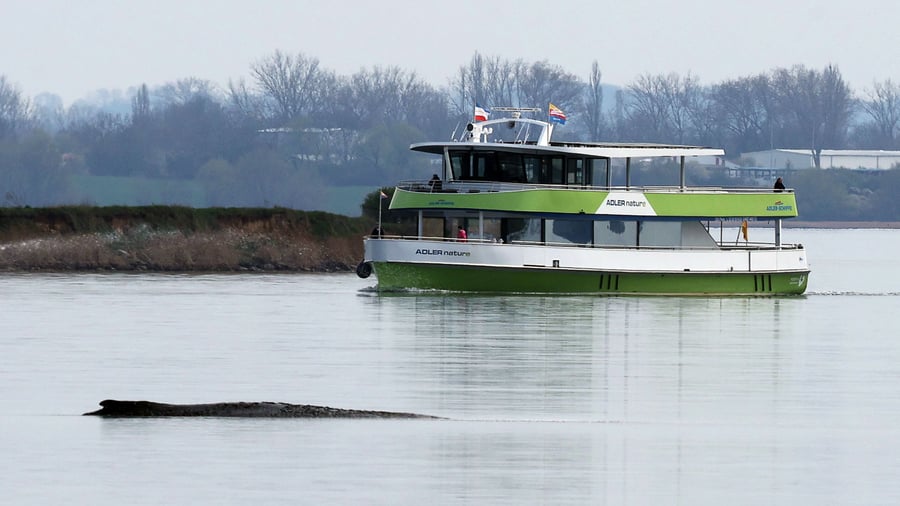 Wal Timmy: Neuer Rettungsversuch für gestrandeten Wal soll in Kürze starten