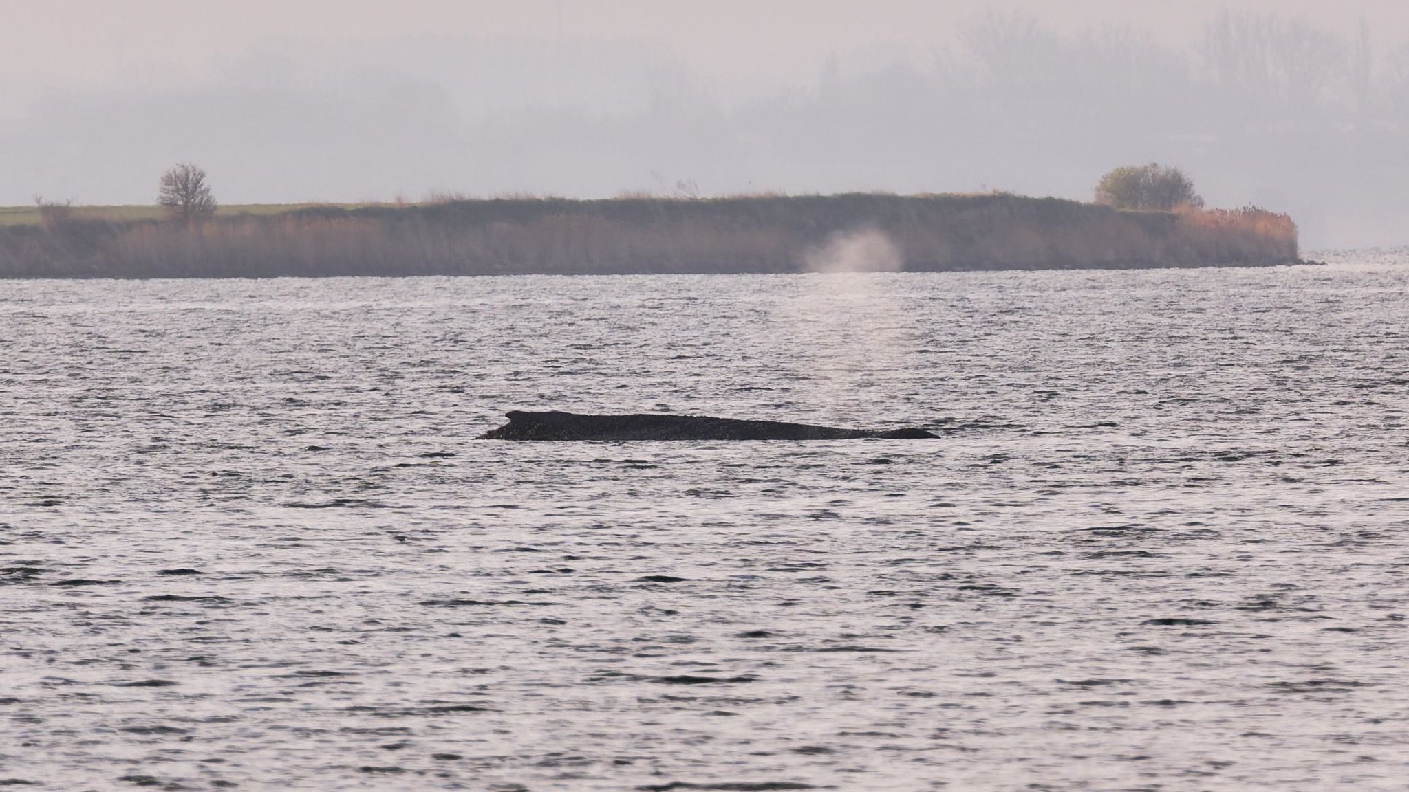 Humpback whale in the Baltic Sea: Rescue teams spray whale with water