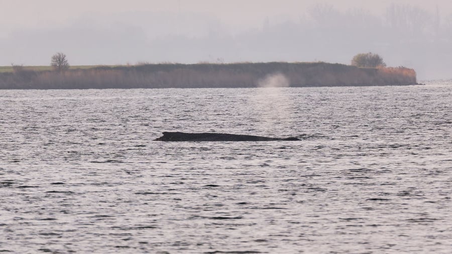 Buckelwal in der Ostsee: Einsatzkräfte benetzen Wal mit Wasser