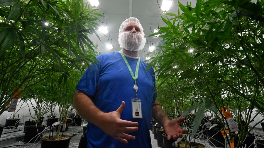 BörsenTag: Cannabis-Aktien – zu hoch geflogen?