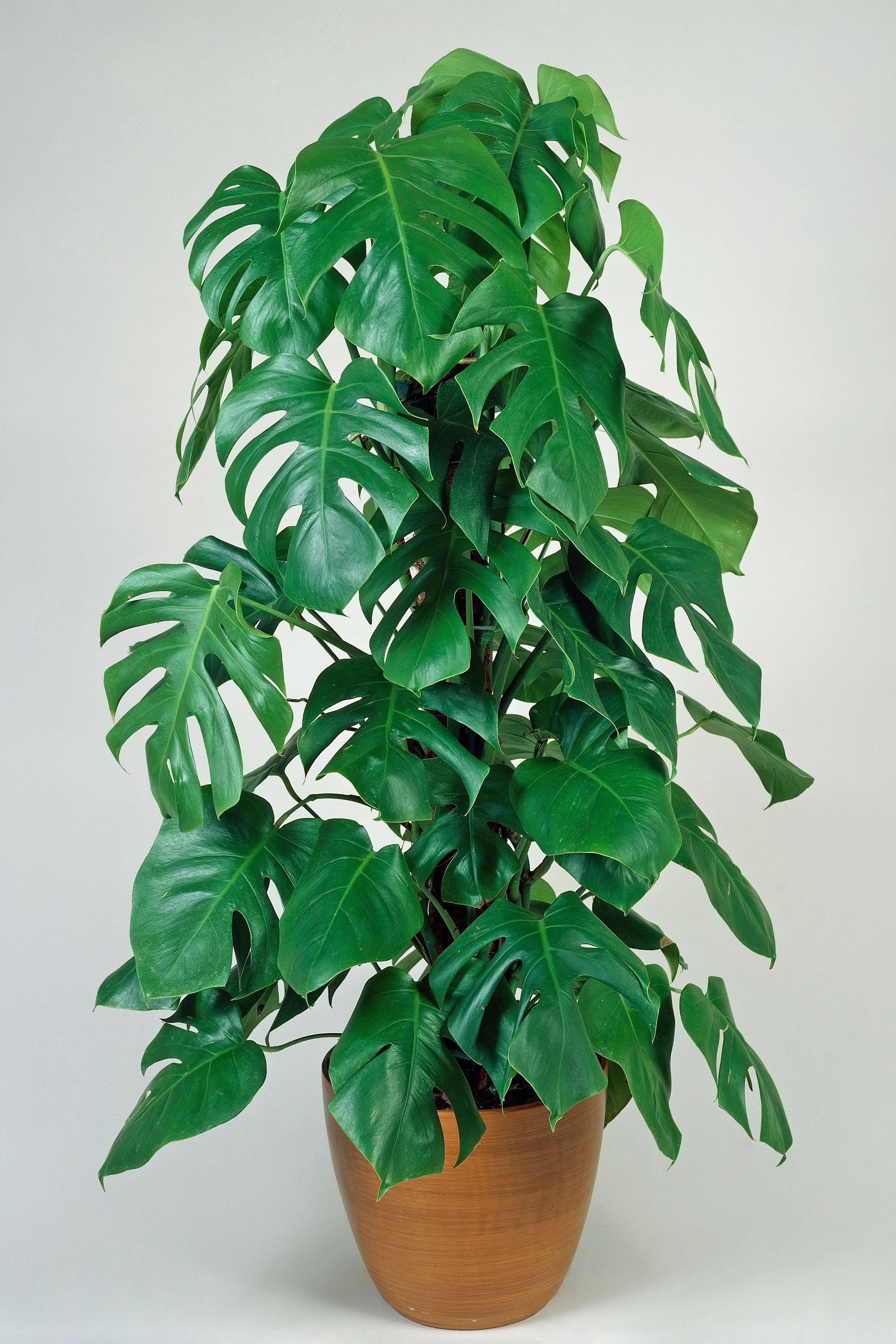 photinia red robin spalier Photinia fraseri 'Red Robin' Spalierbaum main image 1