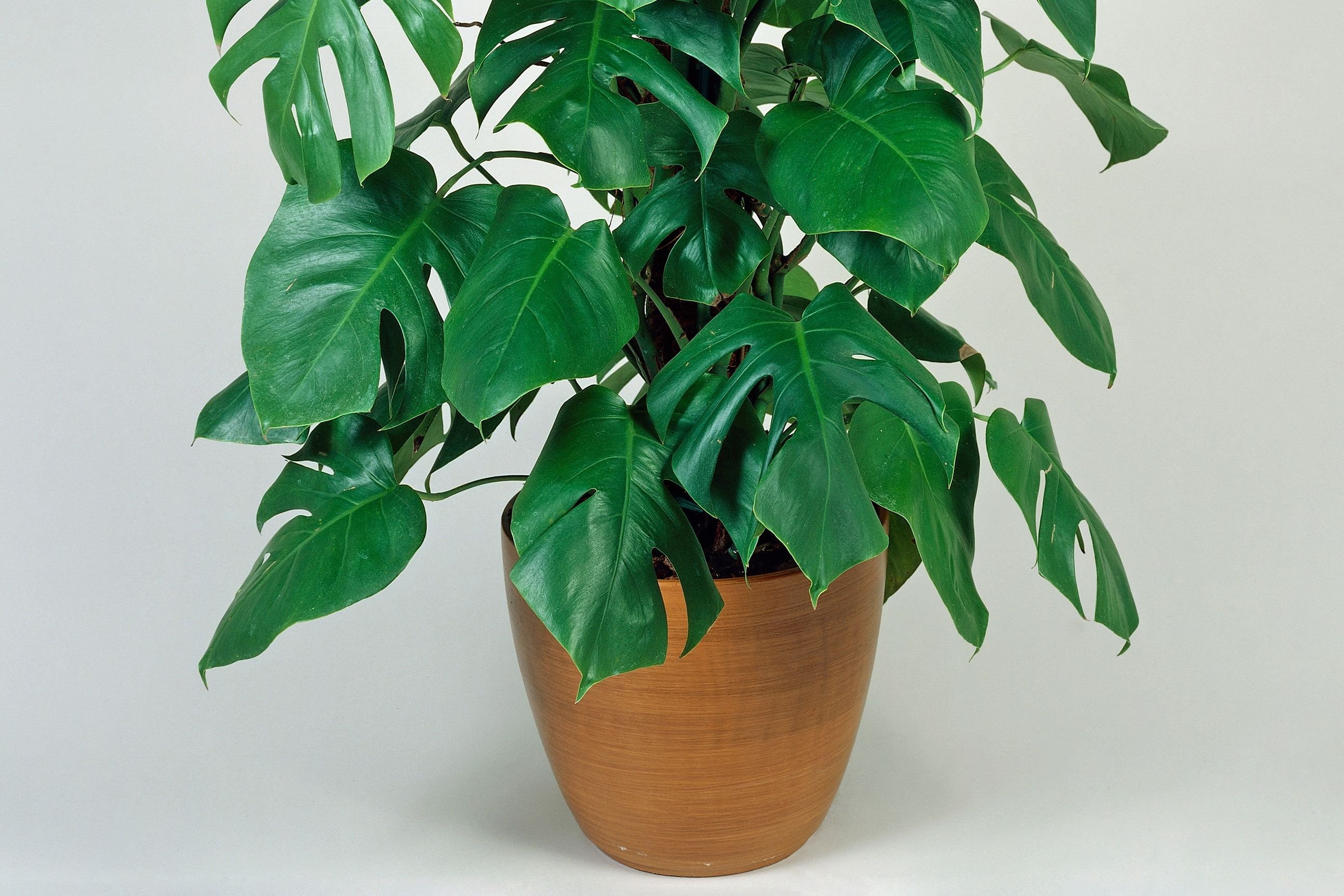philodendron stem 4