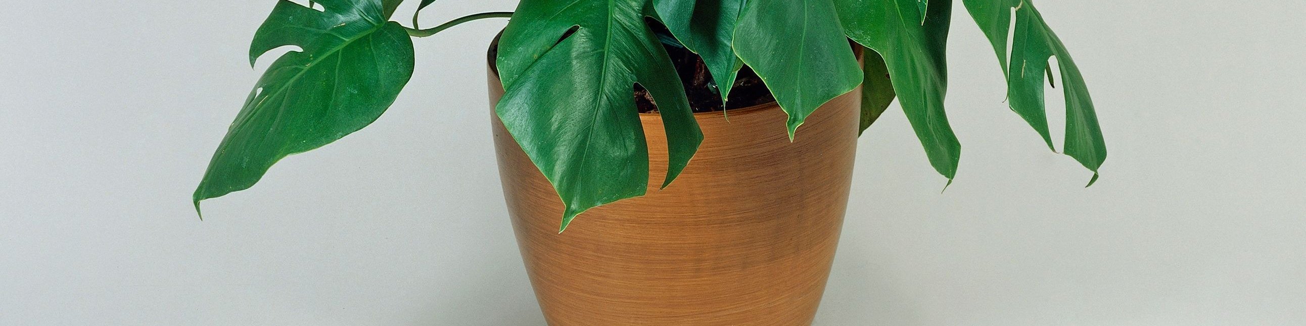 philodendron gloriosum dark Philodendron Gloriosum Pillow main image 0