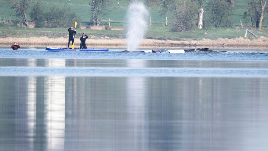 Buckelwal Timmy: Schwimmbagger unterwegs aus Hafen zum Wal