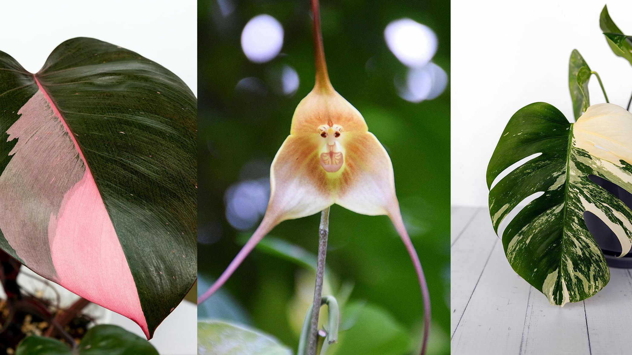 Blumen zu Weihnachten: Seltene Pflanzen als Investment verschenken