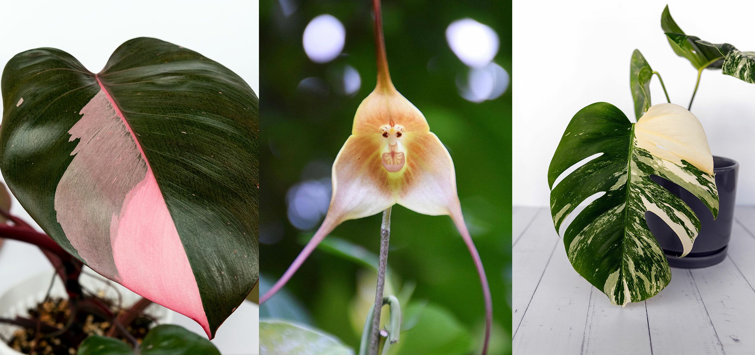 Blumen zu Weihnachten: Seltene Pflanzen als Investment verschenken