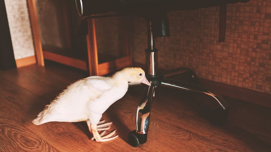 Junge Chefs: „Niemand erwartet, dass eine neue Führungskraft alles weiß“