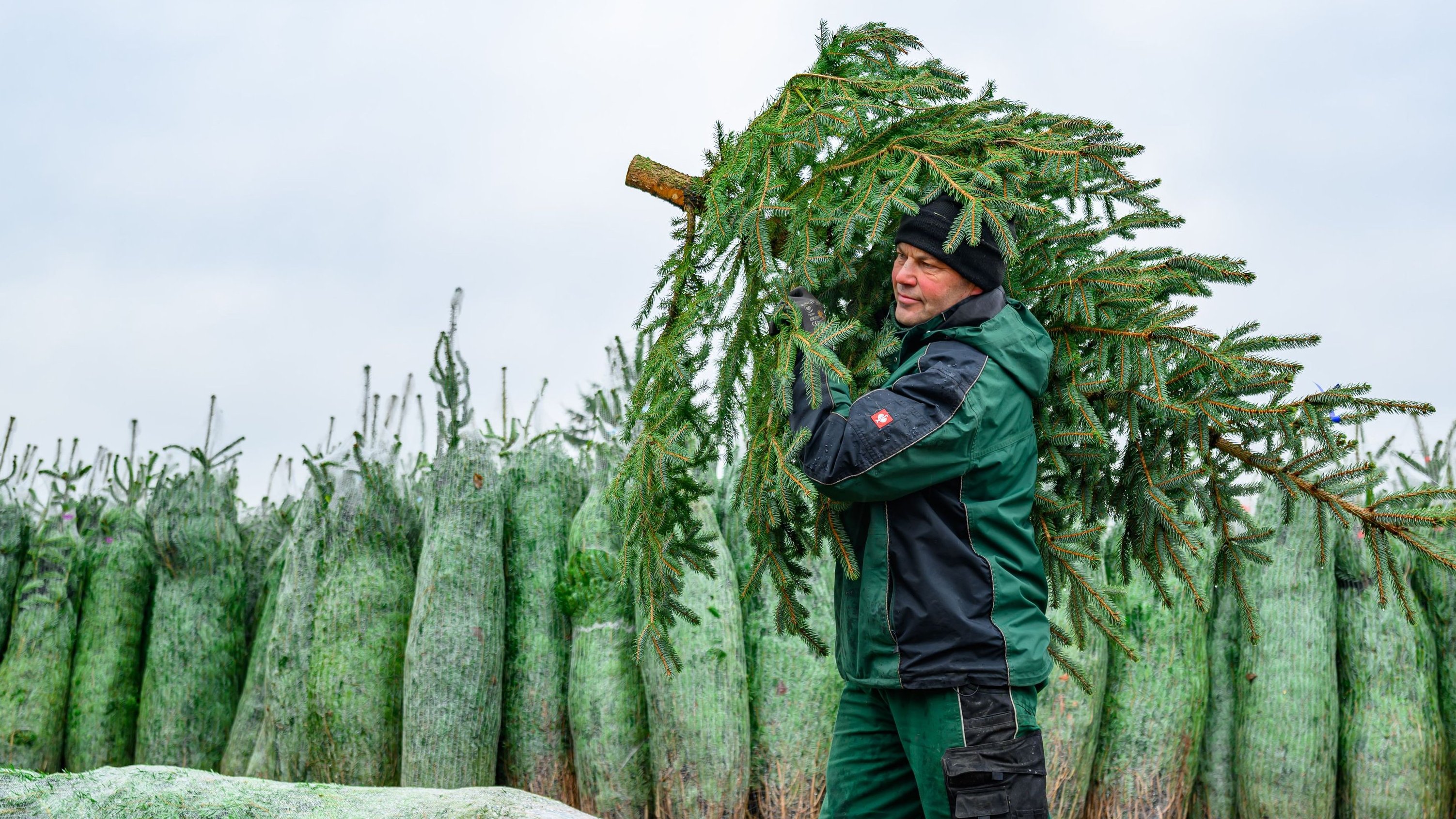 Weihnachtszeit: Oh Tannenbaum, oh Tannenbaum, du wurdest mir gestohlen
