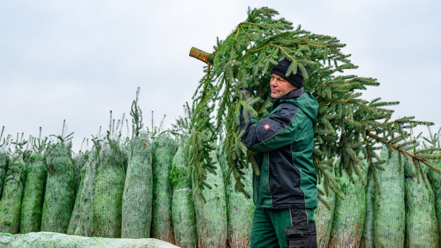 Weihnachtszeit: Oh Tannenbaum, oh Tannenbaum, du wurdest mir gestohlen