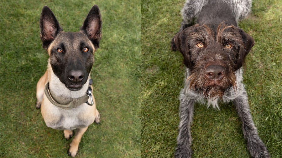 „Schwarzwald Dogs“: Diese Spürhunde jagen jetzt Wirtschaftsspione